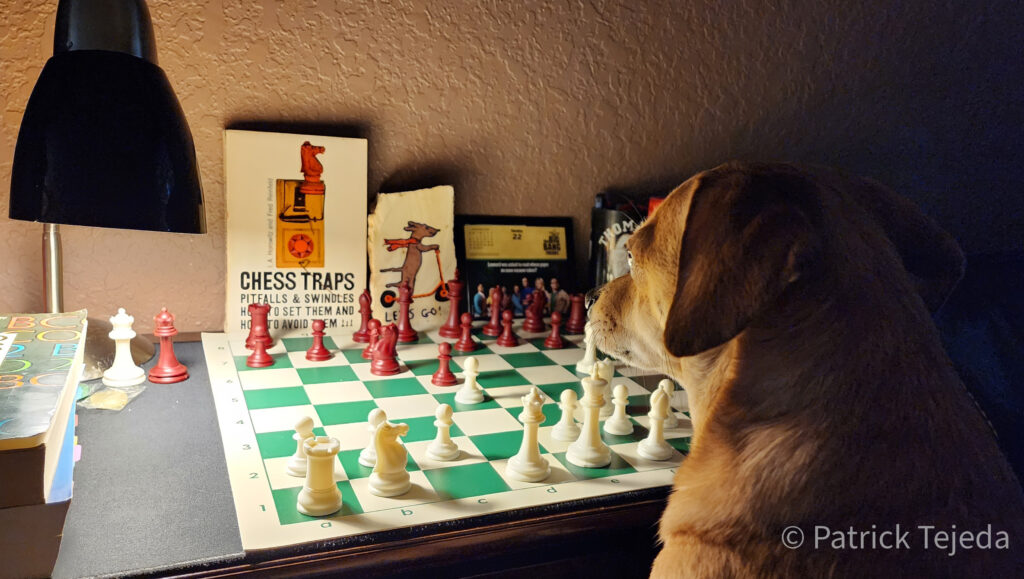 Caissa's Best Friend. Image of Penny the Dog playing chess by Patrick Tejeda.