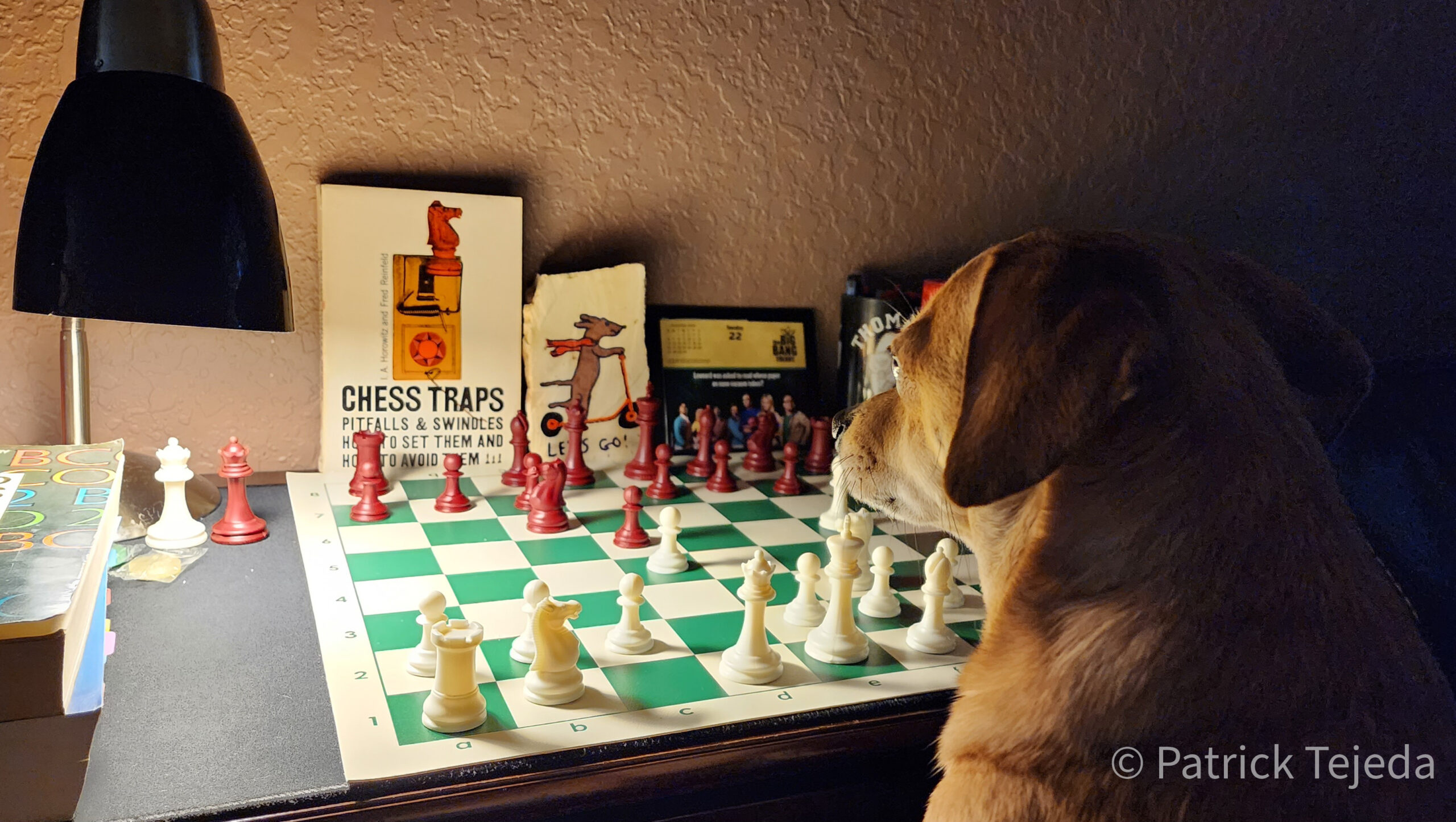 Dog Playing Chess